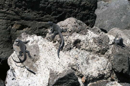 Image of marine iguana