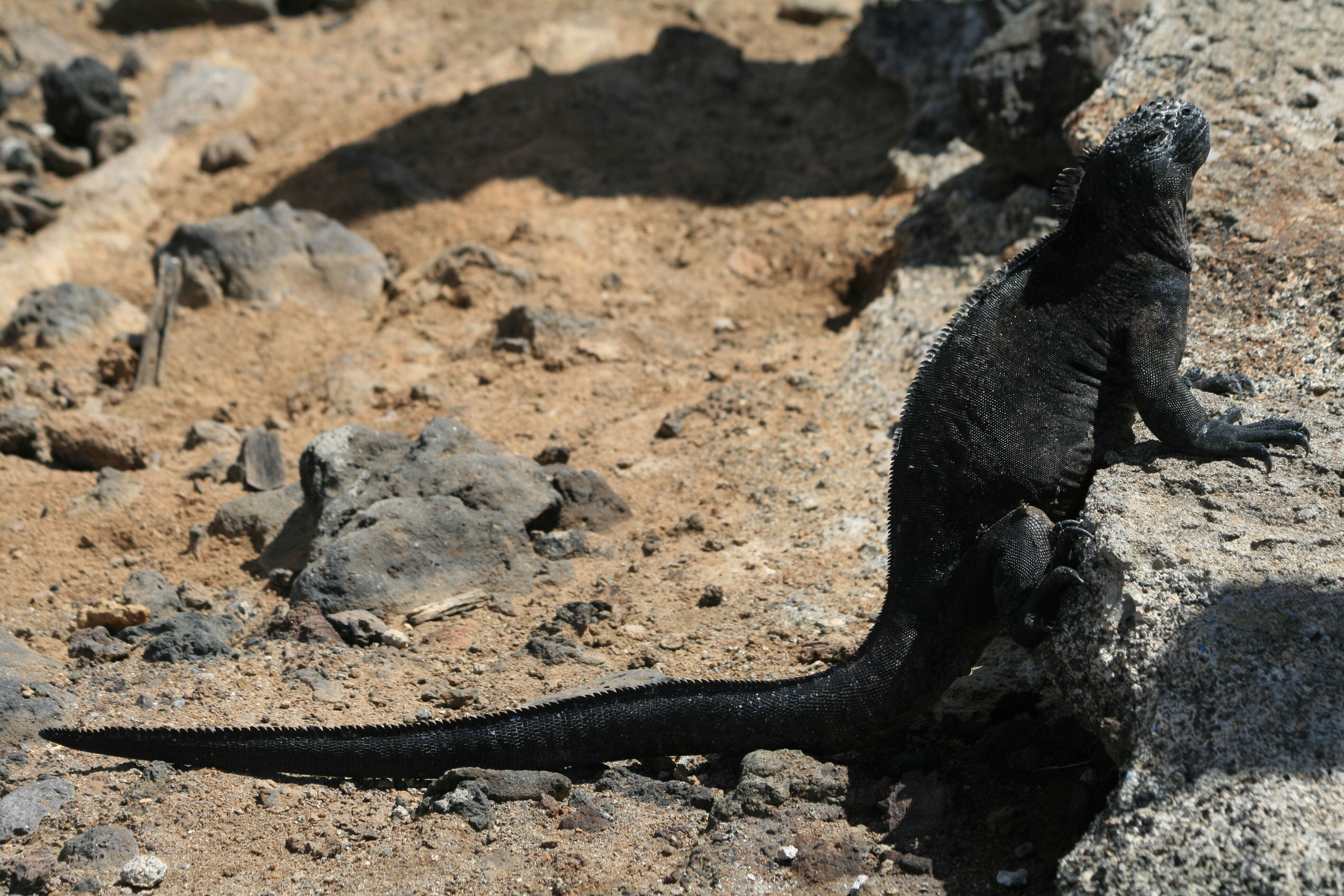 Image of marine iguana