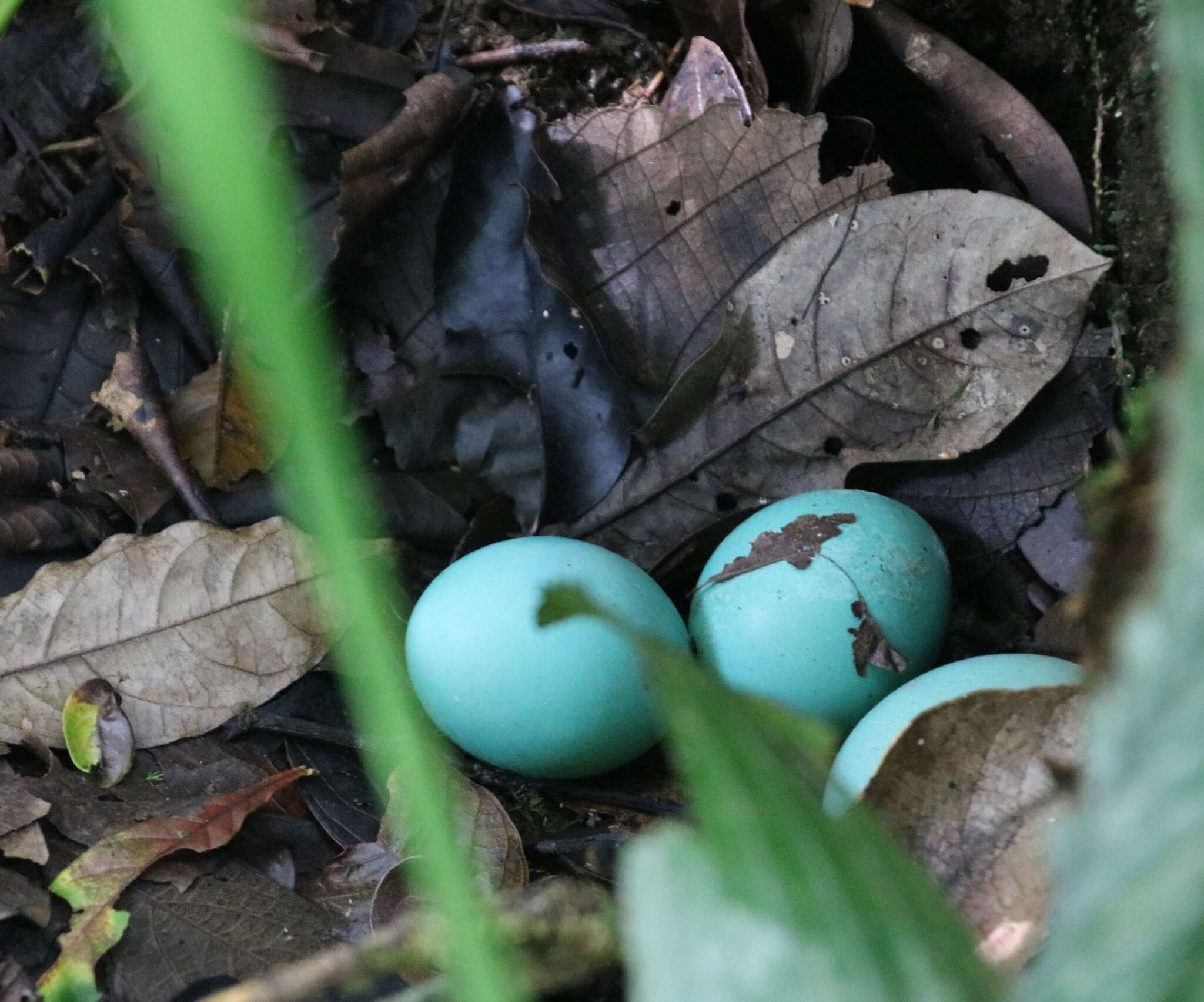 Image of Great Tinamou