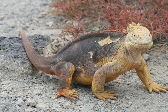 Image of Galapagos Land Iguana