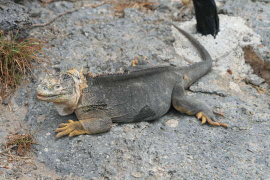 Image of Galapagos Land Iguana