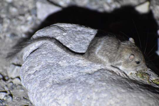 Image of rock pocket mouse