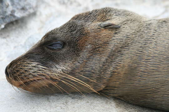 Image of Galapagos Sea Lion