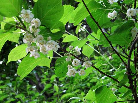 Imagem de Actinidia kolomikta (Maxim. & Rupr.) Maxim.