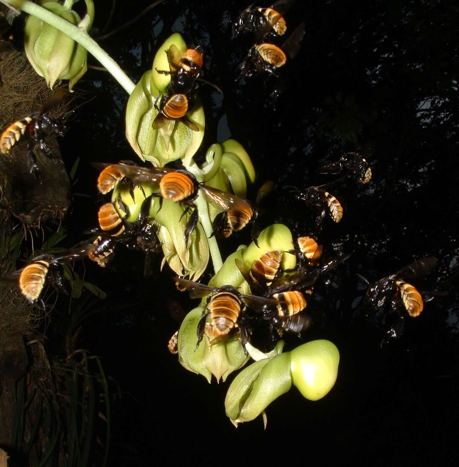 Image of Catasetum maculatum Kunth