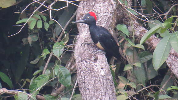 Image of White-bellied Woodpecker