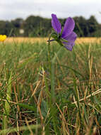 Image of <i>Viola lutea</i> var. <i>westfalica</i> A. A. H. Schulz