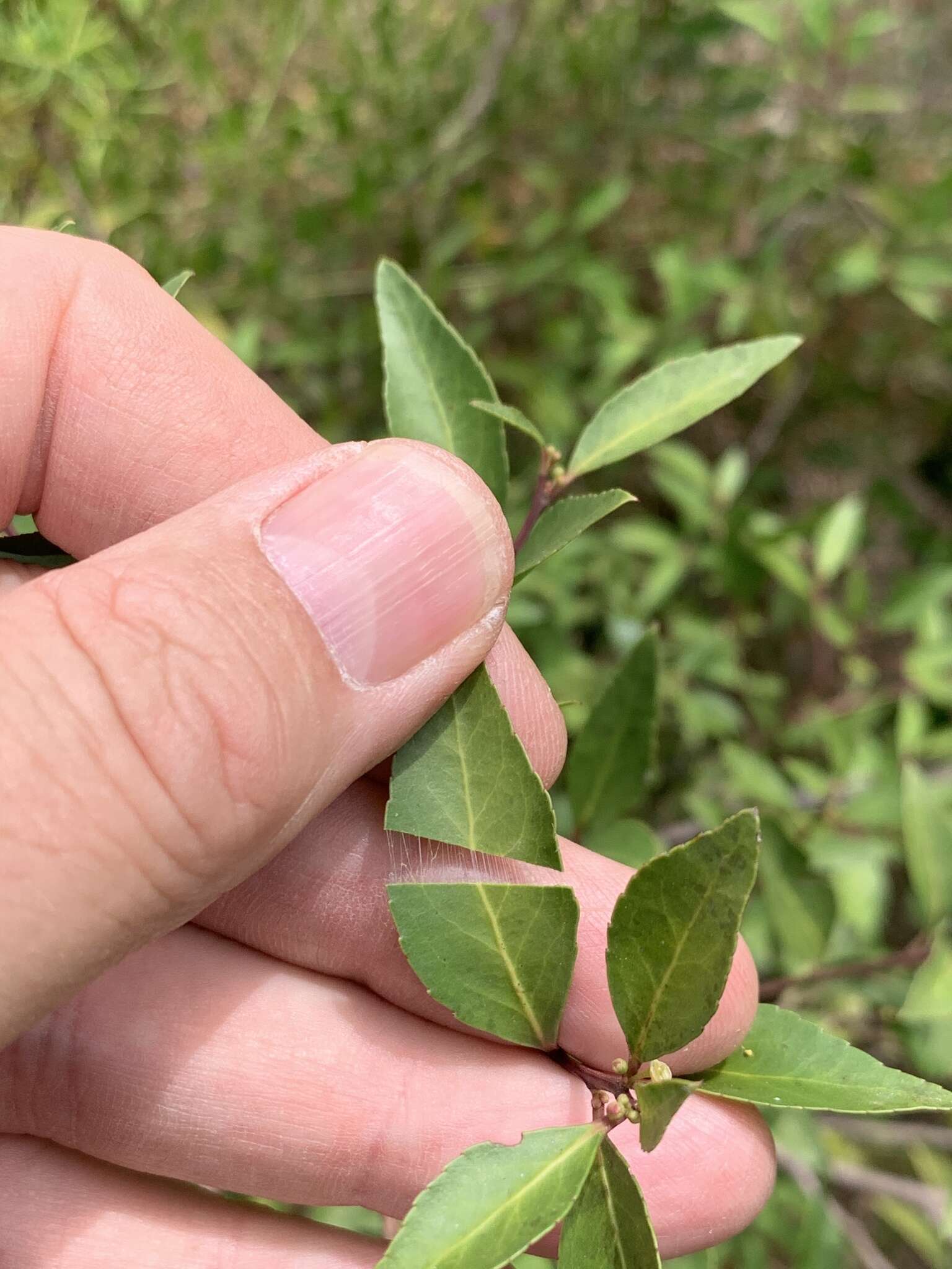 صورة Gymnosporia acuminata (L. fil.) Szyszyl.