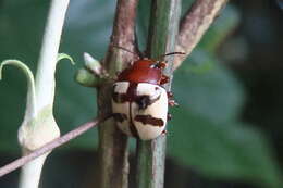 Image of <i>Platyphora angulata</i> Stal 1858