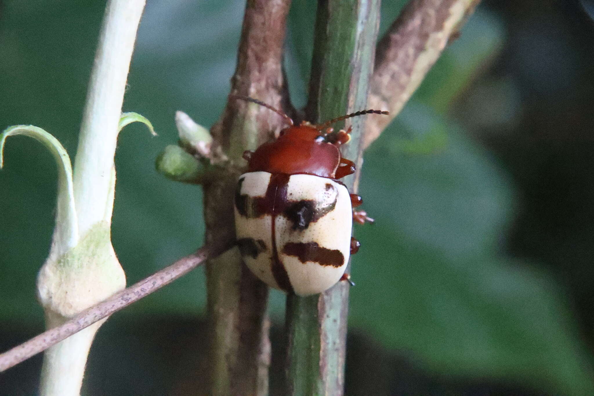 Image of <i>Platyphora angulata</i> Stal 1858