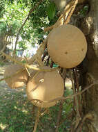 Image of Cannonball Tree