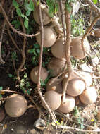 Image of Cannonball Tree