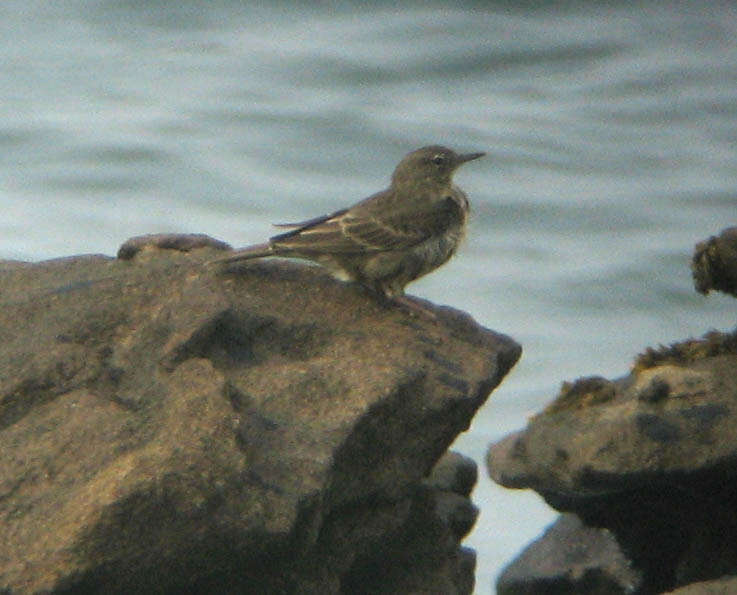 Anthus petrosus (Montagu 1798) resmi