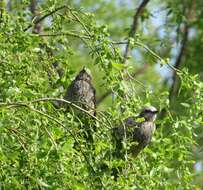 Image of Brown-eared Bulbul