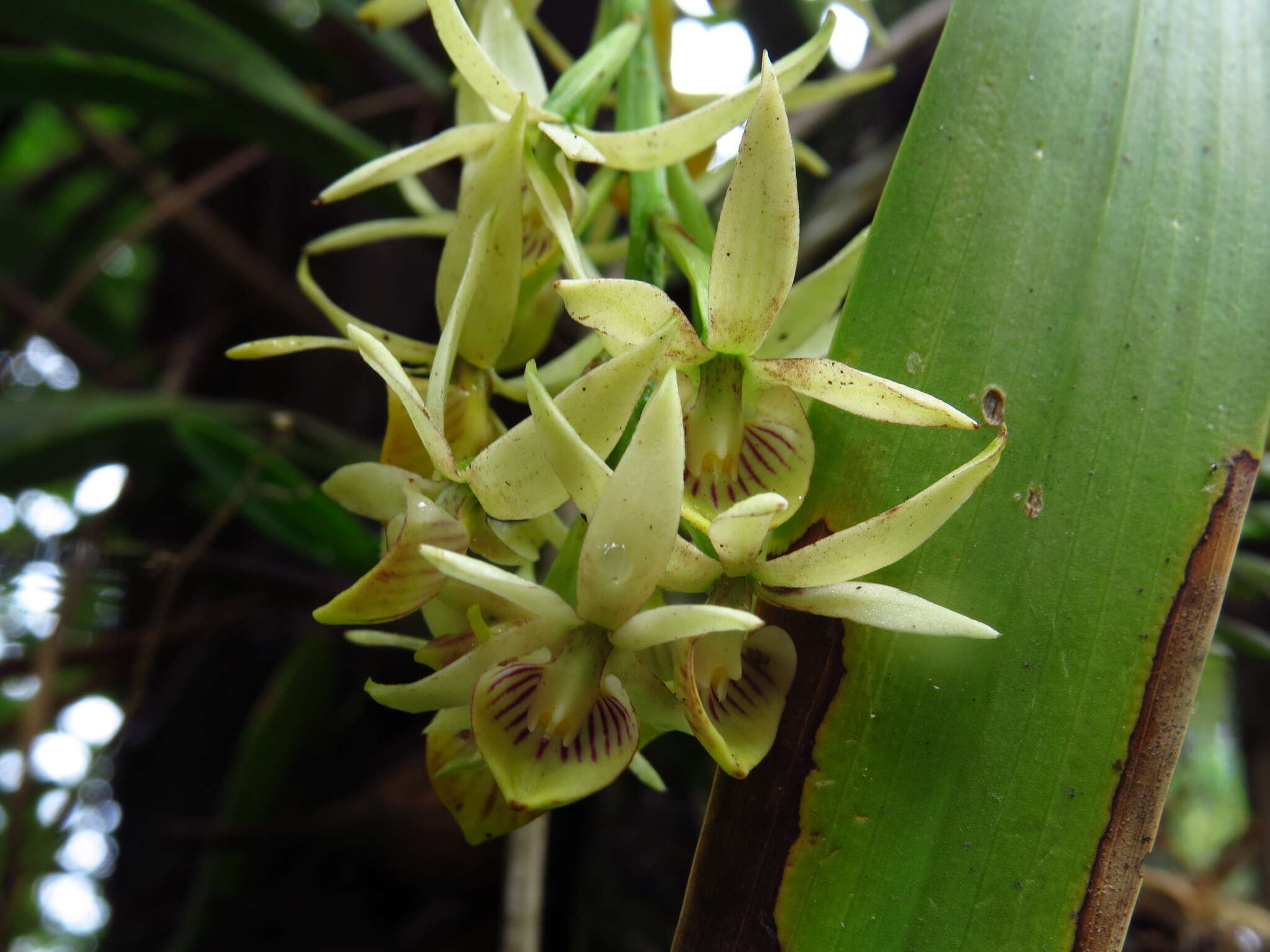 Image of Prosthechea trulla (Rchb. fil.) W. E. Higgins