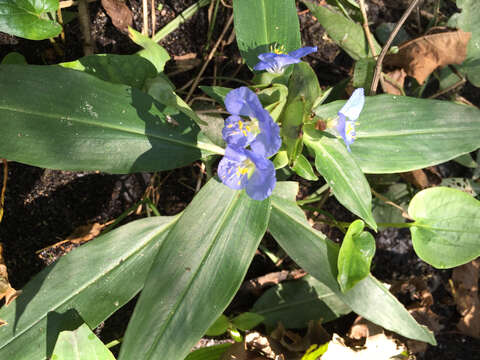 Слика од Commelina virginica L.