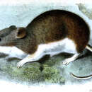 Imagem de Auliscomys pictus (Thomas 1884)