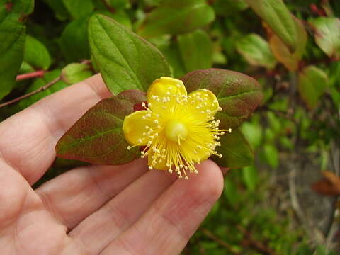 صورة Hypericum androsaemum L.