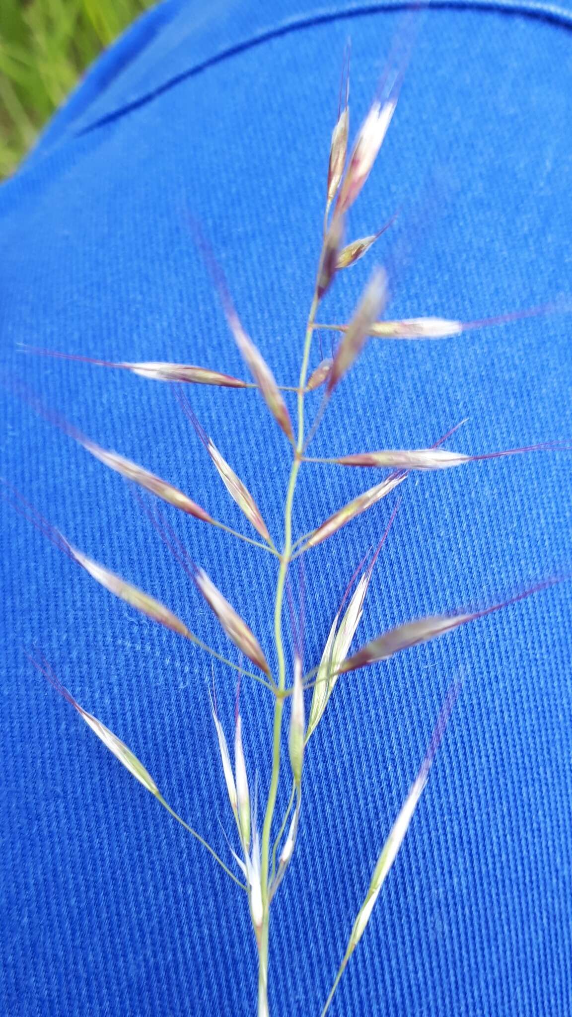 Plancia ëd Helictochloa pratensis (L.) Romero Zarco