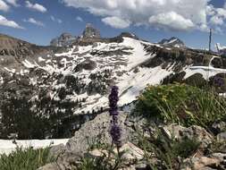 صورة Phacelia sericea subsp. ciliosa (Rydb.) G. W. Gillett