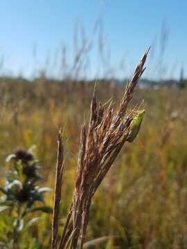 Image of Prairie Meadow Katydid