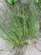 Juncus balticus subsp. littoralis (Engelm.) Snogerup的圖片