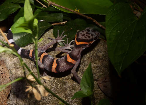 Image of Chinese Cave Gecko