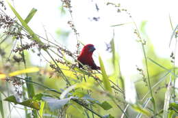 Sivun Pyrenestes sanguineus Swainson 1837 kuva