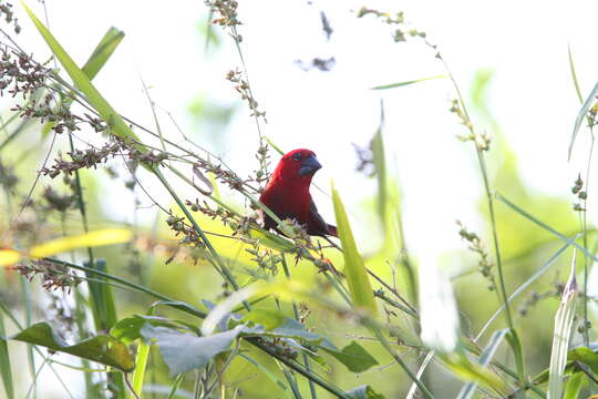 Image of Crimson Seedcracker