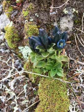 صورة Gentiana glauca Pall.