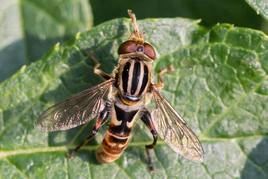 Image of Anasimyia chrysostomus (Wiedemann 1830)