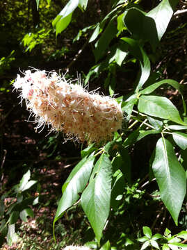 Image of California buckeye