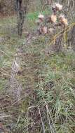 Image of Carlina biebersteinii subsp. brevibracteata (Andrae) K. Werner