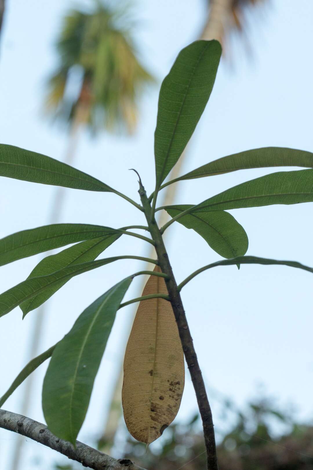 白花海杧果的圖片