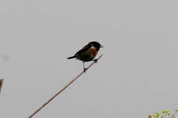 Saxicola maurus variegatus (Gmelin & SG 1774) resmi