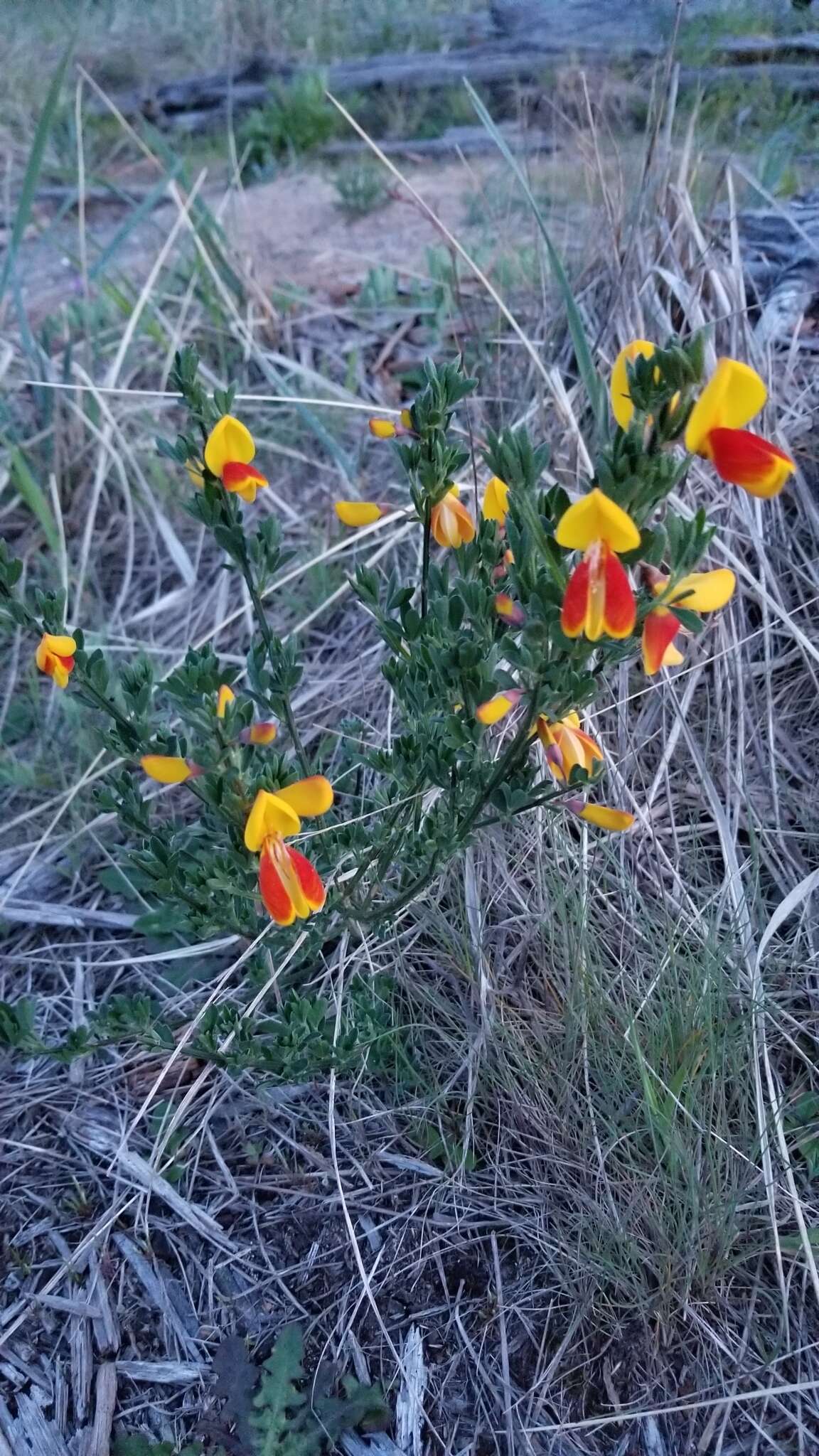 Image of Scotch broom