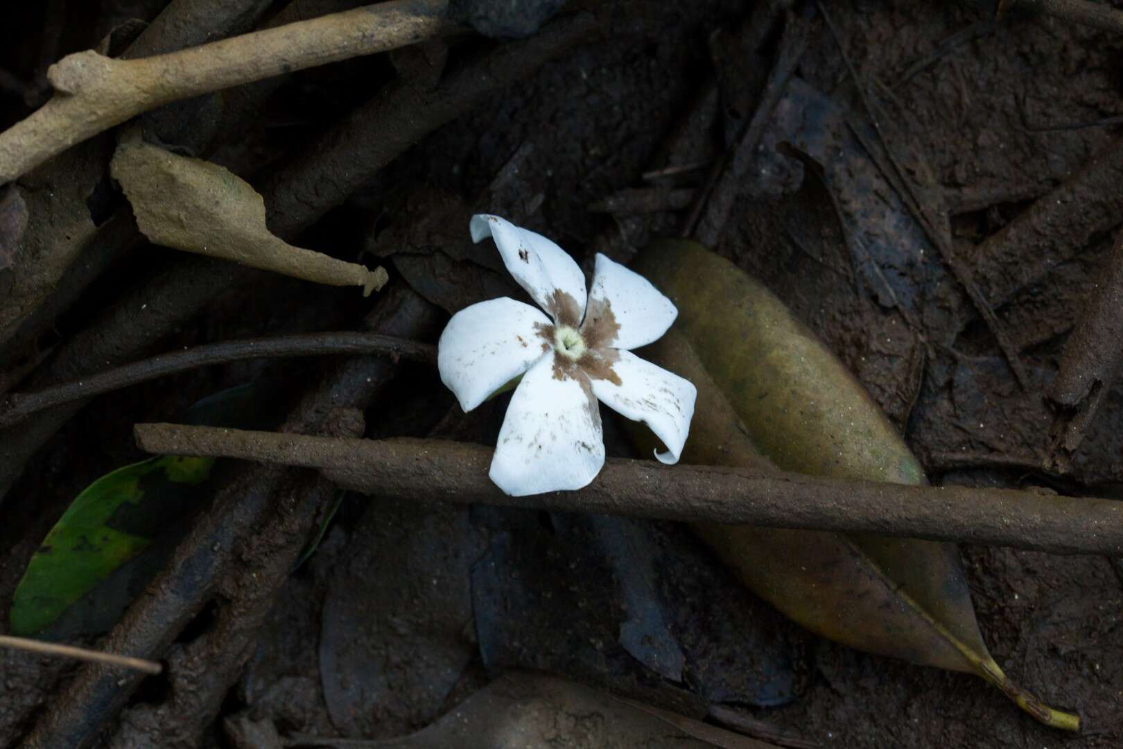 白花海杧果的圖片