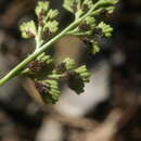 Image de Asplenium lepidum subsp. haussknechtii (Godet & Reuter) Brownsey