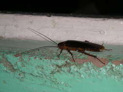 Image of american cockroach, ship cockroach