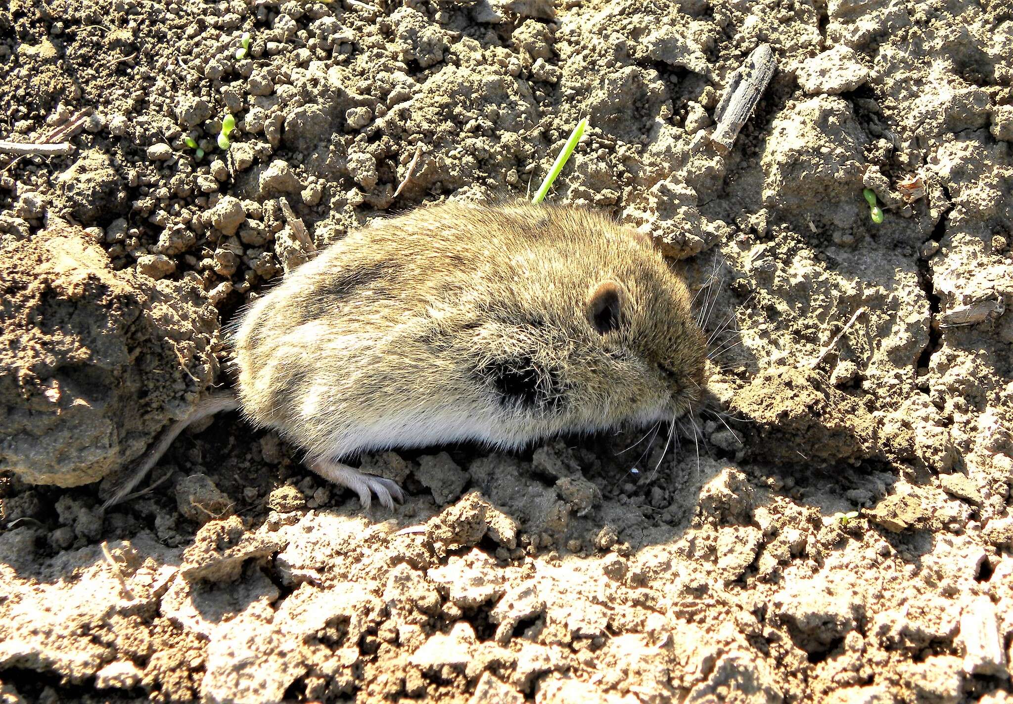 Image of Microtus subgen. Microtus Schrank 1798