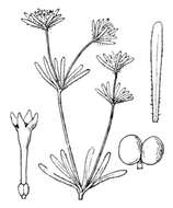 Image de Asperula arvensis L.