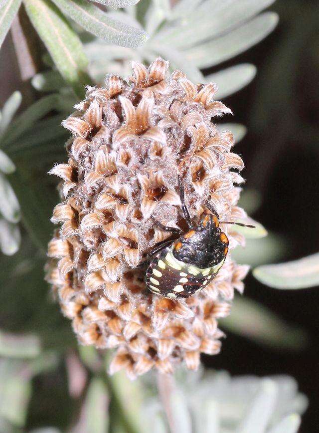 Image of Lavandula angustifolia subsp. angustifolia