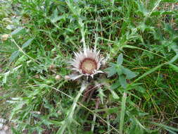 Image of Carlina acaulis L.