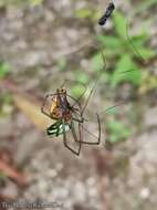 Image of Leucauge celebesiana (Walckenaer 1841)