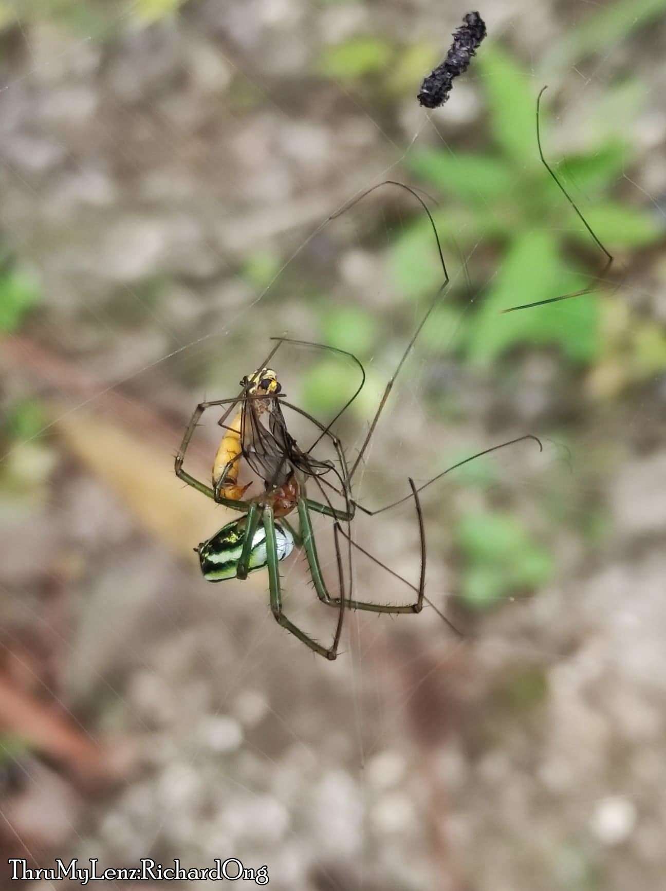 Image of Leucauge celebesiana (Walckenaer 1841)