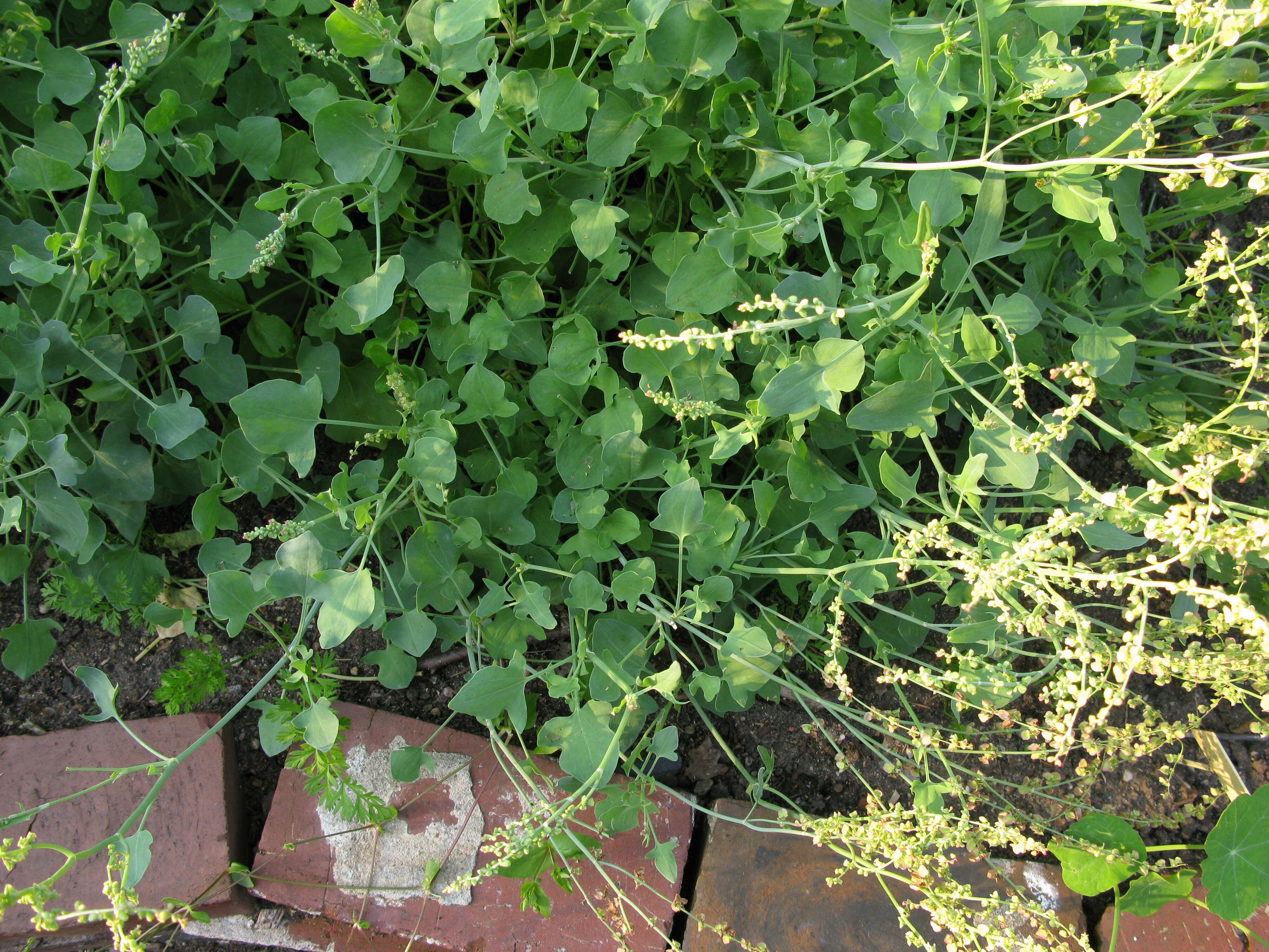 Rumex scutatus L. resmi