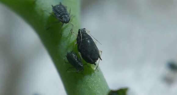 Image of Aphid