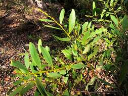 Image of Acacia complanata A. Cunn. ex Benth.