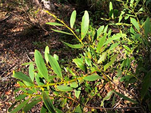 Слика од Acacia complanata A. Cunn. ex Benth.