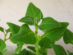 Image of New Zealand spinach